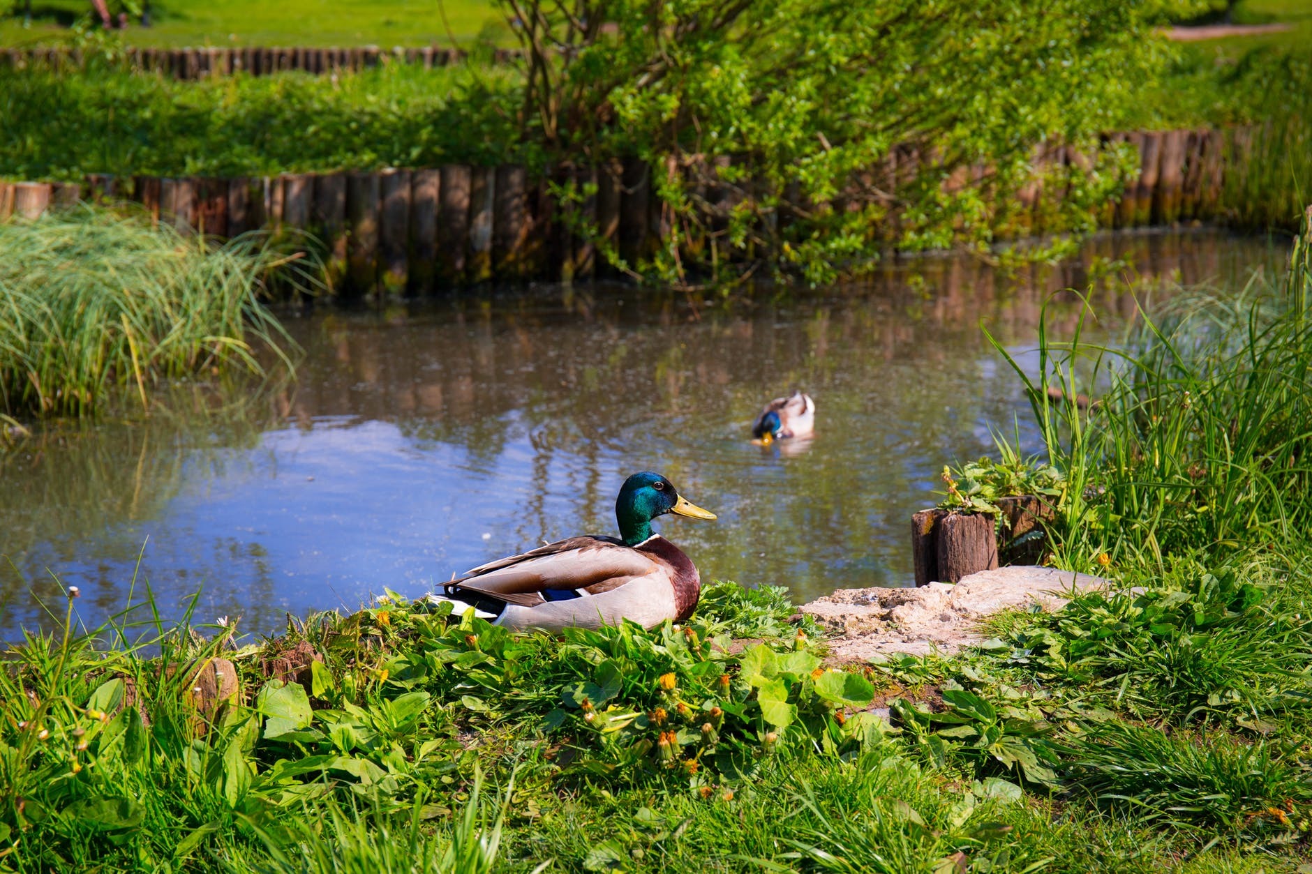 Large pond with ducks.